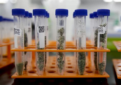 marijuana testing in the news